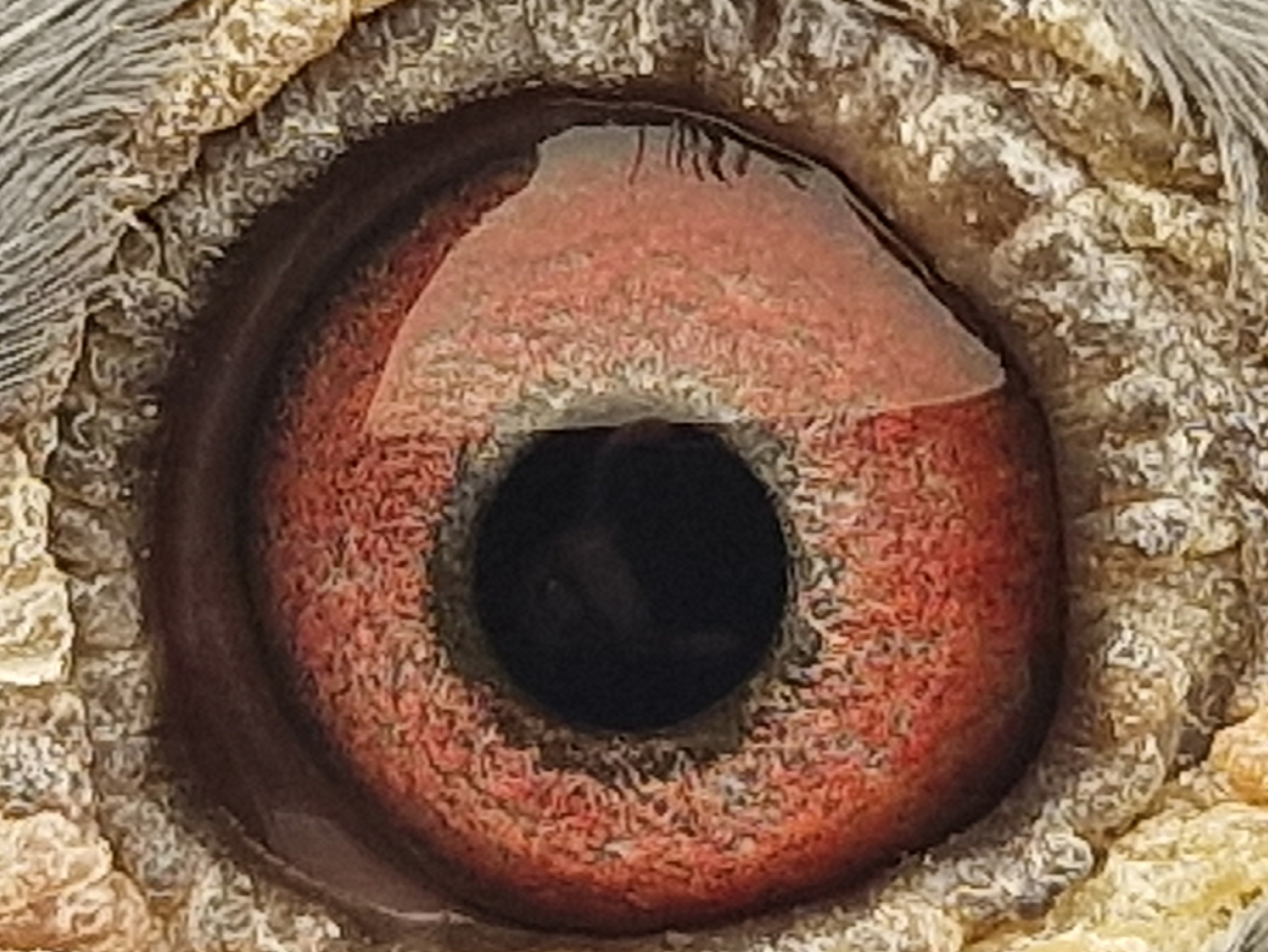 Pigeon eye